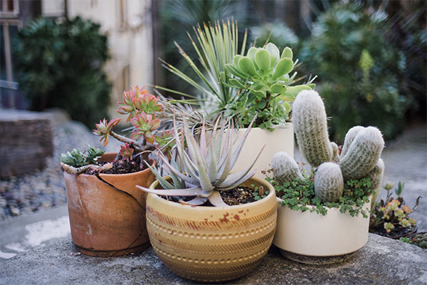 plantas de interior